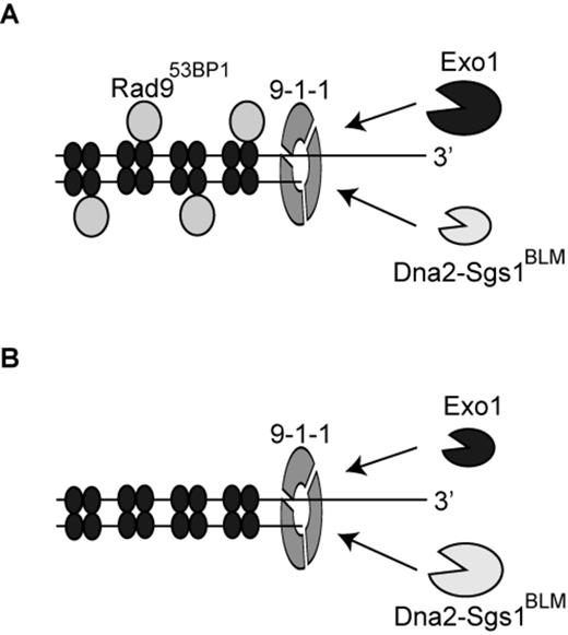The role of the 9-1-1 complex in stimulating DNA resection. (A, B) The 9-1-1 complex stimulates extensive DNA resection by recruiting Dna2-Sgs1BLM and Exo1 to sites of resection. Following recruitment by 9-1-1, Dna2-Sgs1BLM and Exo1 contribute differently to resection. In the presence of Rad953BP1(A), extensive resection is more dependent on Exo1 than Dna2-Sgs1BLM. In the absence of Rad953BP1(B), extensive resection is more dependent on Dna2-Sgs1BLM than Exo1. The set of four filled ellipses represent histone octamers.