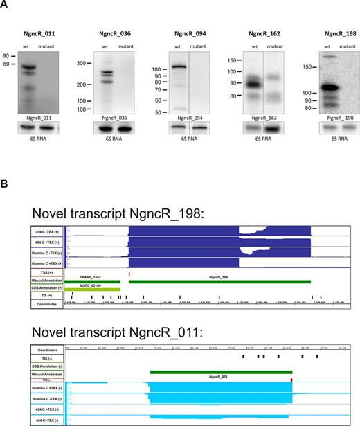 Novel transcripts and sRNA. (A) Northern blot validation of putative small RNAs. Expression of three new transcripts and two previously published sRNAs could be confirmed in MS11 strain. Wt MS11 as well as mutant strains were analyzed by northern blotting. Calculated RNA length were: 115 nt (short transcript) and 191 nt (long transcript) for NgncR_198, 88 nt for NgncR_162, 75 nt for NgncR_011, 239 nt for NgncR_036 and 109 nt for NgncR_094. Multiple bands visible for NgncR_198, NgncR_036 and NgncR_094 may have originated from degradation of the full-size products. (B) Visualization of sequence reads using the integrated genome browser for putative small RNA NgncR_011 and NgncR_198 obtained from non-treated and TEX-treated (+ TEX) libraries.