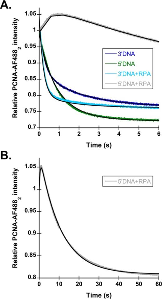 RPA inhibits PCNA loading on the incorrect polarity of DNA. (A) Representative time courses for PCNA-AF4882 closing are shown using the DNA structures shown in Figure 1C. The 3′DNA is shown in dark blue, 5′DNA is shown in green, 3′DNA·RPA is shown in light blue and 5′DNA·RPA is shown in gray. PCNA-AF4882 closing was performed as described in Figure 1B, with final concentrations of components: 20 nM RFC, 20 nM PCNA-AF4882, 40 nM DNA, 0.5 mM ATP and 200 nM unlabeled PCNA. The time courses were fit to double exponential decays (Eq. 2), except for 5′DNA·RPA, which was fit to an exponential increase and decrease (Eq. 3). The black lines through the time courses represent the results of this fit, and observed rates calculated from this fit are reported in Table 2. (B) PCNA-AF4882 closing with 5′DNA·RPA, on a longer time scale.