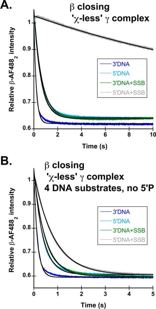 The χ subunit of γ complex is required for SSB-mediated inhibition of clamp loading on unphosphorylated 5′DNA, but is dispensable in the presence of a 5′P. Reactions were performed as outlined in Figure 1B. DNA structures used are those outlined in Figure 1C: 3′DNA (dark blue), 5′DNA (green), 3′DNA·SSB (light blue) and 5′DNA·SSB (black). Calculated observed rates for β-AF4882 closing using all DNA structures both with and without the 5′P are reported in Table 3. (A) Representative time courses for β-AF4882 closing with χ-less γ complex (γ3δδ′ψ) on phosphorylated DNA. (B) Representative time courses for β-AF4882 closing with χ-less γ complex on unphosphorylated DNA.