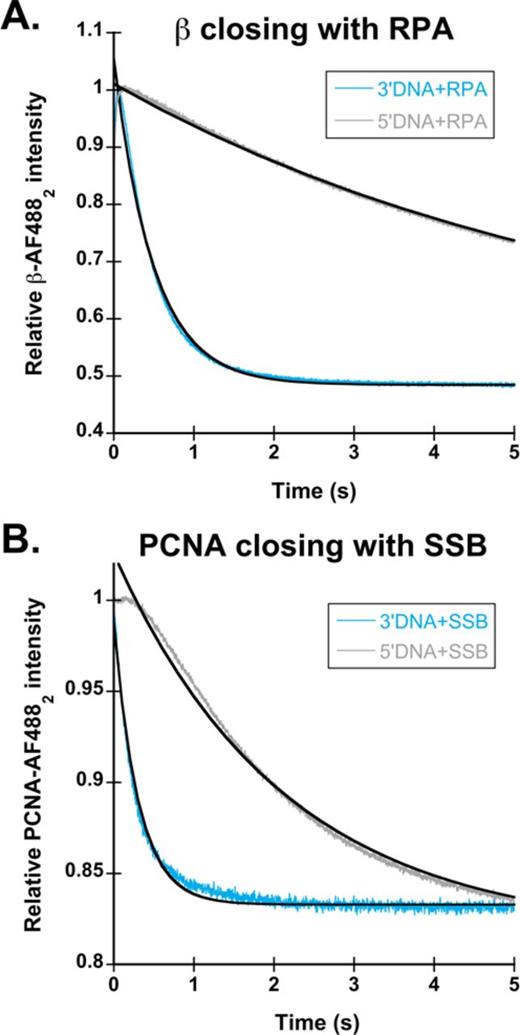 Clamp loading in the presence of non-cognate single-stranded binding proteins. (A) β closing reactions were performed with 3′DNA (light blue) and 5′DNA (gray) in the presence of RPA. Observed rates for clamp loading are the average of two experiments. Clamp loading on 3′DNA·RPA had an observed rate of 1.6 s−1, while 5′DNA·RPA had an observed rate of 0.12 s−1. (B) PCNA closing reactions were performed with 3′DNA (light blue) and 5′DNA (gray) in the presence of SSB. Observed rates for clamp loading are the average of two experiments. Clamp loading on 3′DNA·SSB resulted in a biphasic fluorescent decrease with kobs1 of 4.6 s−1 and a kobs2 of 1.8 s−1while 5′DNA·SSB time courses had only a single phase with an observed rate of 0.45 s−1.