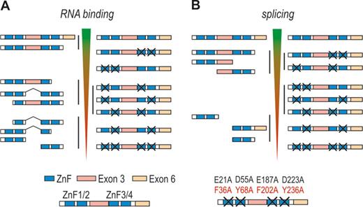 Important MBNL1 regions responsible for RNA binding and splicing regulation. Schematic representation of binding affinity of MBNL mutants to target RNAs (A) and their splicing activities (B). Data obtained from truncation (43,47,49–50,53) and point mutation studies (47,48) are depicted on the left and right panels of (A) and (B), respectively. In point mutation studies, key amino acids responsible for interaction with guanine and cytosine bases were substituted to alanines as marked in the figure legend. Purcell et al. (48) substituted two amino acids per each ZnF motif while Edge et al. (47) mutated only one amino acid (marked in red). Decreasing binding affinities and splicing activities of distinct MBNL1 variants are marked with inverted triangles. The top of inverted triangles indicates normal/full-length MBNL1 binding affinity and splicing activity. Protein variants showing similar RNA binding or splicing activities are grouped (black vertical lines).