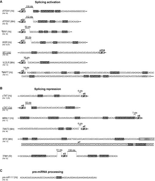 MBNL binding sequence motifs relative to the regulated exon. Exons are either positively (A) or negatively (B) regulated by MBNL depending on its position relative to the alternative exon (compare with Figure 6A). Two MBNL targets do not follow this positional pattern (underlined). Motifs in white on black background are potential MBNL interaction sites and their mutation reduce or eliminate the effect of MBNL1-dependent regulation. Note that most of them contain YGCY. Motifs in black on gray background are also potential MBNL binding sites, however, mutation of these sites either does not significantly affect MBNL1-dependent regulation [(MAPT), (61)] or was not tested [(NFIX), (12)]. Asterisks show pre-mRNA targets for which additional MBNL binding sites have been indicated. In TPM1, the upstream sequence is critical for exon skipping (62). In (C), the MBNL1 binding motif in pre-miRNA-1–1 is indicated. Note that this is the only target containing a single MBNL consensus sequence. Hs, Mm, Gg and Rr indicate Homo sapiens, Mus musculus, Gallus gallus and Rattus rattus, respectively.