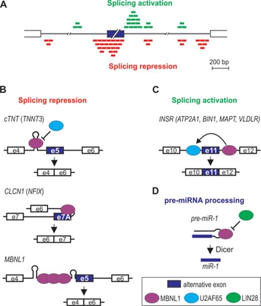MBNL-induced alternative splicing regulation. The model depicted in (A) is based on data obtained from the CLIP analysis performed by Wang et al. (7). MBNL1 binding either upstream (red boxes) or downstream (green boxes) to the alternative exon promotes alternative exon exclusion as exemplified in (B) by cTNT exon 5, CLCN1 exon 7A and MBNL1 exon 5, or exon inclusion as exemplified in (C) by INSR exon 11. The mode of MBNL1 regulation of transcripts in parentheses is putative. Interaction of MBNL1 with pre-miRNA hairpin promotes pre-miRNA processing to mature miRNA (D).