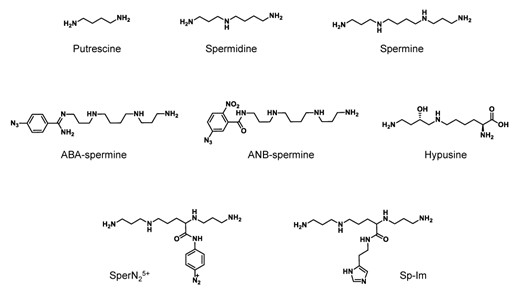 Chemical structures of the polyamines and polyamine analogues discussed throughout this review.