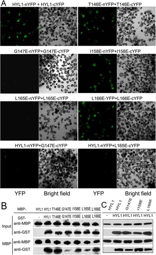 Crucial role of Gly147 and Leu165 in HYL1 dimerization. (A) BiFC analysis showing homodimerization of HYL1 and HYL1 mutants. (B) Pull-down assay results showing protein–protein interaction of HYL1 mutants with themselves. T146E, HYL1T146E; G147E, HYL1G147E; I158E, HYL1I158E; L165E, HYL1L165E; L166E, HYL1L166E. (C) Pull-down assay results showing protein–protein interaction of HYL1 mutants with wild-type HYL1.
