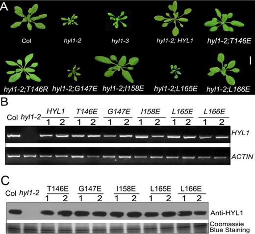 Functional analysis of HYL1 mutants in plant development. (A) Transgenic plants expressing HYL1 mutants at seedling stages. (B) The expression of HYL1 gene in transgenic plants. (C) The protein levels of HYL1 mutants in transgenic plants.