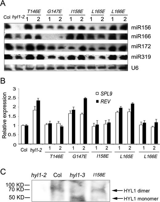 Accumulation of some miRNAs and expression of their targets in the plants deficient in HYL1 homodimerization. (A) Northern blot showing miRNA accumulation in the hyl1-2 mutants and the transgenic plants. (B) The expression levels of some miRNA-targeted genes in the hyl1-2 mutants and the transgenic plants. (C) Detection of HYL1 homodimers in the hyl1-3 mutants. HYL1 antibody was used to detect HYL1 from the total protein extract of the hyl1-3 plants using the buffer without addition of SDS and urea.