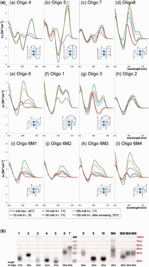 (a) CD spectra of the oligonucleotides shown in Table 1. Sketches correspond to the most probable folding of particular quadruplexes conforming to CD and electrophoretic results. The blue blocks depict quadruplex cores. (b) Native PAGE of oligonucleotides; each line is labeled by oligonucleotide number (Table 1).