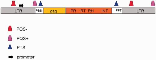 A schematic of PQS and PTS localization inside TEs. The most frequent localization of PQS, PTS and predicted promoters is marked together with gag and pol genes, PBS, PPT and LTRs.