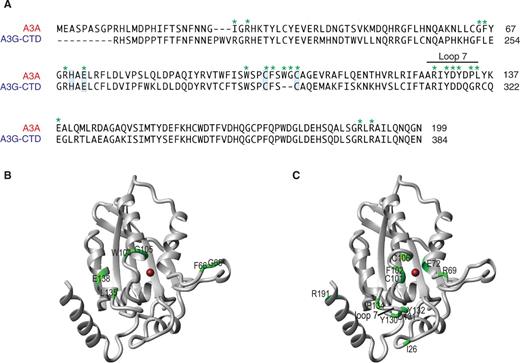 (A) Sequence alignment of A3A (residues 1–199) with A3G-CD2 (residues 194–384). The Zn-binding residues and the catalytic glutamic acid residue are highlighted in blue and the loop 7 region (residues 127–135) of A3A is marked. The A3A residues mutated in this study are labeled in green asterisks. The sequence alignment was performed using Lasergene software (DNASTAR, Inc., Madison, WI, USA). (B) and (C) A3A ribbon structures with residues that were mutated and tested (Figures 3B, 5 and 6C) highlighted in green. The coordinated Zn2+ ion is shown as a brown ball.