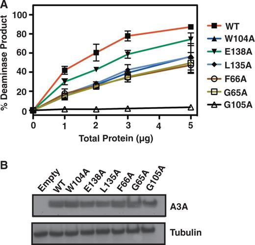 Deaminase activity of A3A mutants. Residues were selected for mutagenesis based on our earlier NMR results (16). (A) Deaminase activity. (B) Expression of A3A WT and mutants in 293T cells detected by western blot analysis, as described in ‘Materials and Methods’.