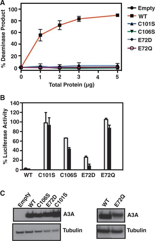 Deaminase and retrotransposition activities of A3A WT and active site mutants. (A) Deaminase assays using 293T cell extracts expressing WT and active site mutants of A3A. (B) Retrotransposition assays to monitor the effect of active site mutations of A3A on LINE-1 activity. A description of the assays is given in ‘Materials and Methods’. The gray and black bars represent transfection of 0.1 and 0.5 μg of A3A WT or mutant plasmids, respectively. (C) Western blot analysis of A3A WT and active site mutant expression in 293T cells.