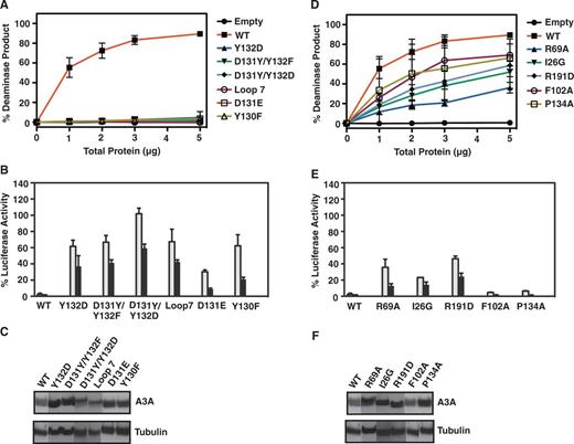 Deaminase and retrotransposition activities of A3A WT and non-active site mutants. (A and D) Deaminase and (B and E) retrotransposition assays were performed as described in ‘Materials and Methods’. (C and F) Western blot analysis of A3A WT and non-active site mutant expression in 293T cells. In the Loop 7 mutant, A3A residues were changed to the corresponding residues in A3G: Y132D/D133Q/P134G/L135R (Figure 1).