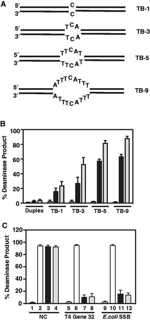Deamination of dC in ss regions of a 40-bp DNA duplex and the effect of SSB proteins. (A) Schematic representation of a series of TBs in a ds nucleic acid. Unpaired bases are located in the center of a 40-bp DNA duplex that contains the TTCA sequence in the ss region of one strand. (B) Deaminase assay performed using duplexes (40 bp) containing TBs with different lengths of unpaired bases (1–9 nt). These duplexes were generated by heat annealing the ssDNA substrate (JL913) to oligonucleotides containing 1 nt (JL1088; TB-1), 3 (JL1089; TB-3), 5 (JL1090; TB-5) and 9 (JL1091; TB-9) that are not complementary to the corresponding residues in the other DNA strand. (C) Deaminase assay using the ssDNA substrate (JL913; 180 nM) after preincubation with SSB proteins (HIV-1 NC, T4 Gene 32 or E. coli SSB; each protein at 500 nM) for 15 min at 37°C before addition of A3A and incubation for 1 h. Bars: 1, 5 and 9, no proteins (negative control); 2, 6 and 10, A3A only (positive control); 3, 7, 11 and 4, 8, 12, A3A and ssDNA preincubated with 2.5 or 5 µM SSB protein, respectively.