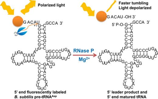 A fluorescence polarization/anisotropy assay for measuring RNase P-catalyzed pre-tRNA cleavage. A fluorescein dye (orange dot) is attached to the 5′ end of a Bacillus subtilis pre-tRNAAsp with a 5-nt leader (Fl-pre-tRNAAsp). When excited with polarized light, the Fl-pre-tRNAAsp tumbles slower than the lifetime of the fluorophore so that the emitted light remains polarized (high anisotropy). Upon cleavage of the 5′ end leader catalyzed by RNase P, the Fl-5nt-leader product rotates faster leading to enhanced depolarization of the emitted light (lower anisotropy).