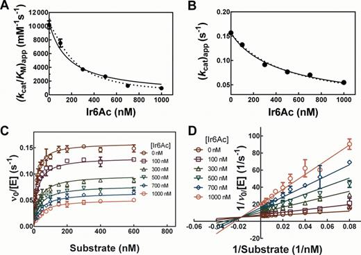 Mechanism of inhibition of Bacillus subtilis RNase P by Ir6Ac. The assays were carried out at a fixed RNase P concentration of 0.4 nM (2 nM P protein) with varying concentrations of Ir6Ac and Fl-pre-tRNAAsp in HTS buffer at 37°C. Ir6Ac was pre-incubated with RNase P for 40 min. (A and B) Fit of Equation (6) to the apparent kcat (A) and kcat/KM (B) values as a function of concentration of Ir6Ac. The solid line is a fit with n = 1 (R2 = 0.9731 for kcat/KM and 0.9899 for kcat) and the dotted line is a fit where n is a variable: for kcat/KM, n = 1.4 ± 0.1 (R2 = 0.9969) and for kcat, n = 0.9 ± 0.1 (R2 = 0.9919). (C) Best global fit for inhibition of RNase P in the presence of varying concentrations of substrate (6–600 nM). Equation (7) for a non-cooperative mixed inhibition is fit to the data (R2 = 0.9775) with Ki = 130 ± 10 nM and K­is = 480 ± 30 nM (ni = nis = 1); (D) Lineweaver–Burk plot for the dependence of RNase P activity on Ir6Ac and substrate concentrations. A non-cooperative mixed inhibition model is fit to the data (R2 = 0.9670). Symbols represent means ± SD determined from two to three independent experiments at each concentration.