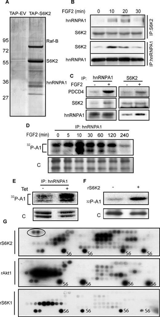 hnRNPA1 interacts with and is phosphorylated by S6K2. (A) HEK293 cells expressing TAP-tagged S6K2 were subjected to Tandem Affinity Purification, proteins separated by SDS-PAGE and the silver stained bands identified by MS. (B and C) S6K2 or hnRNPA1 were immunoprecipitated from H510 (B) or HEK293 (C) cells treated with FGF-2 and associated proteins detected by western blot. (D) HEK293 cells were labelled with 32Pi phosphate prior to treatment with FGF-2 and hnRNPA1 immunoprecipitation. The samples were separated by SDS-PAGE and autoradiographed. (E) HEK293 cells expressing tetracycline-inducible kinase-active S6K2 were labelled with 32Pi phosphate and hnRNPA1 immunoprecipitation performed post treatment ± doxycline (Dox). The samples were separated on SDS-PAGE prior to autoradiography. (F) Recombinant (r) hnRNPA1 and S6K2 were used in an in vitro kinase (IVK) assay in presence of 32P γATP, prior to SDS-PAGE and autoradiography. (D, E and F) ‘C’; silver stain control. (G) hnRNPA1 peptide arrays were spotted on nitrocellulose membrane and IVK assays performed with rS6K2, rS6K1 or rAkt1 in presence of 32P γATP prior to autoradiography. Ribosomal S6 peptide (S6) was used as a positive control. Two peptides uniquely phosphorylated by S6K2 are circled. All experiments are representative of at least three independent repeats. See also Supplementary Tables S1–S4 and Supplementary Figure S1.