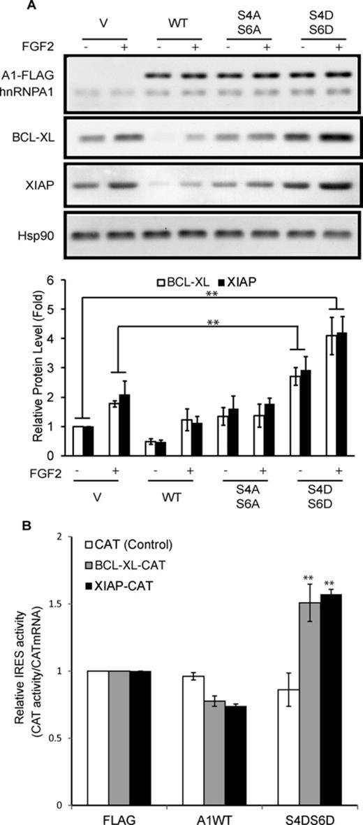Phosphorylation of Ser4/6 on hnRNPA1 regulates BCL-XL and XIAP expression. (A and B) HEK293 cells were transiently transfected with wild-type (WT), mutant (S4AS6A or S4DS6D) hnRNPA1 or vector alone (V). (A) Cells were treated ± FGF-2 for 4 h prior to SDS-PAGE/western blotting for the indicated proteins. Lower panel: the BCL-XL and XIAP signals were quantified and normalized to that of HSP90. (B) Cells were subsequently transfected with reporter mRNAs driving CAT from the BCL-XL or XIAP IRES. CAT activity was normalised to the amount of injected mRNA. CAT alone mRNAs were used as control. Results are average of (A, lower panel) three independent experiments ± SEM or (B) triplicates ± SEM. Student's t-test: *P < 0.05; **P < 0.01.