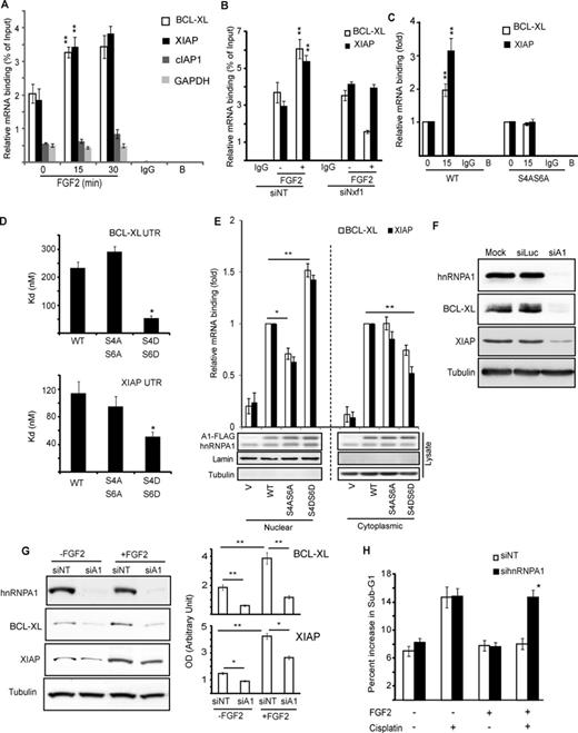 hnRNPA1 mediates nuclear export of BCL-XL and XIAP mRNA in response to FGF-2. (A) HEK293 cells, (B) HEK293 cells transfected with Nxf1 siRNA or non-targeting control (NT) siRNA or (C) HEK293 cells expressing wild-type or S4AS6A mutant hnRNPA1 were treated with FGF-2 for the indicated durations (A and C) or 30 min (B). The cytoplasmic fractions were subjected to RNA immunoprecipitation (RNA-IP) with hnRNPA1 antibody and the associated RNA analysed by quantitative PCR (qPCR) using primers directed against the indicated transcripts. (D) Increasing concentrations of recombinant wild-type (WT), S4AS6A or S4DS6D mutant hnRNPA1 were incubated with 32P-labelled, in vitro transcribed XIAP or BCL-XL 5′-UTR, nitrocellulose filter binding assays performed and binding quantified as in Figure 2C. Kd values were calculated from three independent experiments using non-linear one-site specific binding. (E) HEK293 cells were transiently transfected with WT, S4AS6A, S4DS6D hnRNPA1 or vector alone (V) and subcellular fractionation was performed 48 h later to separate the nuclear and cytoplasmic fractions. These were subjected to RNA-IP and qPCR as in (A). Results are expressed as average fold changes from triplicate ± SEM with cells expressing WT-hnRNPA1 as reference. (F) HEK293 cells were transfected with hnRNPA1 (siA1) or luciferase (siLuc) control siRNAs or mock transfected (transfection reagent alone). Cell lysates were analysed by SDS-PAGE/western blotting (WB). (G) HEK293 cells transfected ± hnRNPA1 or non-targeting (siNT) siRNAs and treated ± FGF-2 for 4 h followed or not by treatment with cisplatin for 48 h were (G) analysed by SDS-PAGE/WB for their BCL-XL and XIAP levels or (H) analysed by flow cytometry following PI staining for the appearance of a Sub-G1 (apoptotic) population. Results are average of triplicates ± SEM. (G) Left panel: average of intensities for BCL-XL and XIAP bands from three experiments were normalized to that of tubulin and plotted ± SEM. (A–H) Results representative of at least three independent experiments. Student's t-test: *P < 0.05; **P < 0.01.