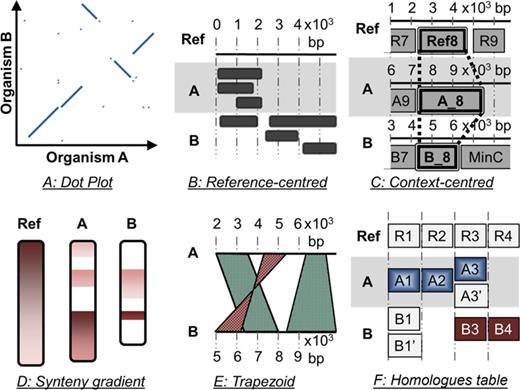The different graphical paradigms used for the visualization of syntenies and homologies. (A) Dot Plot. (B) Mapping of conserved features onto a reference region (reference-centred view). (C) Genomic contexts view centred on the reference gene Ref_8 and its homologues. (D) Synteny gradient view (banded ideograms). (E) Parallel linked track or trapezoid view. (F) Table chart; the cell background is coloured according to synteny.