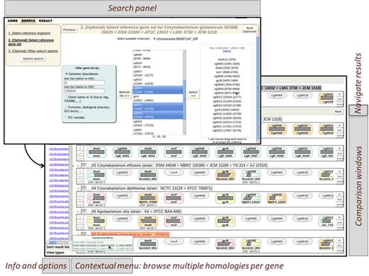A typical search tab and homologues browsing view. The search panel allows for any combination of genes from the same organism. To facilitate the retrieval of genes of interest, users can perform searches with criteria such as genomic location, name, functional categories, biological processes and EC number (see Supplementary Figure S1). In the homologue browsing view, each column represents a gene from the user-constituted gene set and each row represents a compared organism. The presence or absence of homologue is shown in each cell. If multiple compared genes are homologous to a given reference gene, the user can browse amongst them. The genes are background-coloured according to which synteny they belong to.