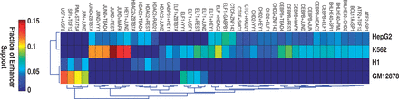 The majority of TF interactions are cell–type-specific. Heat map view of 44 TF interactions that are shared by at least two cell types. Color indicates the fraction of all enhancers in the genome that support a given TF pair.