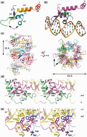 Structure of P2 Cox. (a) Cartoon representation, colored blue to red from the N- to the C-terminal. All secondary structure elements are labeled in the figure. The DNA-binding helix and wing are both marked with an arrow. (b) Superimposition of P2 Cox (magenta) and the DNA bound structure of λΔ55Xis (green, PDB code: 2OG0). The structural fold of the DNA interacting elements is conserved, with the exception of the much longer loop, interacting with the minor groove, in P2 Cox. (c) Visualization of the crystal packing of P2 Cox, from the side (left panel) and from the top (right panel). Cox packs into a left handed spiral, with a diameter of 65 Å and a pitch of 35 Å. Each protomer in the helical filament is colored individually. (d and e) Stereo figures of close-up views on the major oligomerization areas, with important residues shown as sticks. The approximate location of the close-up in respect to the helical filament is shown by the gray (d) and magenta (e) rectangles in (c) (∼90° rotated). Four protomers in the helical filament are shown, n + 1, n, n − 1 and n − 2 in green, magenta, yellow and blue, respectively.