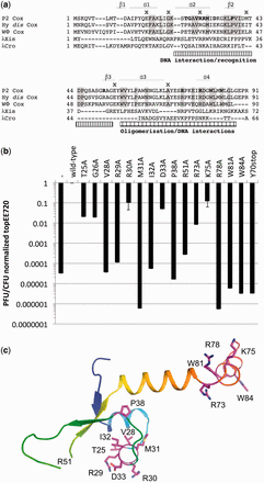 Functionally important residues in P2 Cox. (a) Sequence alignment of P2 Cox and its closest sequence and structural homologs. Single alanine substitutions of P2 Cox that have been examined within our work are in bold font. Residues marked with an x above are altered in some previously identified cox mutants. (b) Level of spontaneous phage production, measured via number of plaque forming units per colony forming unit. C-6005 is a cox deficient strain. All single alanine mutations were made on the previously designed pEE720 plasmid. All data have been normalized against the pEE720 wild type and are shown on a logarithmic scale. Error bars show the standard deviation of the normalized values over at least three independent measurements. For the raw data, please see Supplementary Table S2. (c) The positions of the residues that were exchanged into alanine in this study are shown as purple sticks in the cartoon representation of P2 Cox, colored blue to red from the N- to the C-terminal. R51 is located in a disordered loop, and its location is therefore only approximate.