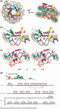 P2 Cox oligomerization and DNA binding. (a) Model of how P2 Cox can bind and wrap DNA around its oligomeric state, as seen from the top (left panel) and the side (right panel). The P2 Cox spiral has a similar diameter as DNA wrapping around nucleosome core particles, and the modeled DNA is taken from a DNA bound nucleosome structure (PDB code: 3AV1). (b) Stereo-view of a zoom in three of the protomers (n + 1, n and n − 1) in the filament. Coloring scheme is the same as in Figure 1. To simplify the visualization of the DNA binding, only part of the modeled DNA from (a) is shown. The proposed DNA interacting elements of P2 Cox, the helix and wing, align well with the major and minor groove of the DNA, respectively, along the filament chain. (c) Stereo-view, rotated 45° around the x-axis when compared with (b). For clarity we are here only showing the n and the n − 5 protomer. The n − 5 protomer is located underneath the n protomer, almost a full turn of the filament. R73, K75 and R78 from the n − 5 protomer are highlighted, as red spheres, showing the possibility for them to interact with the DNA backbone. (d) The sequence logo of a cox-box is shown, taken from 20 different cox-boxes (34). The cox-box consensus sequence is T T A A A (G/C) N C (A/C). The DNA sequences of the P2 Cox target DNA in phage P2 and satellite phage P4, as well as the sequence logo of the cox-boxes, are shown. The locations of the cox-boxes are indicated in gray, with the orientation of the cox-boxes and their identity to the consensus sequence indicated above the respective cox-box. Note that the cox-boxes with reverse orientation have their similarity to the sequence logo in its complementary reading frame. The location of the −10 and −35 regions in P2 Pc and in P4 PLL are indicated (6,16,43).