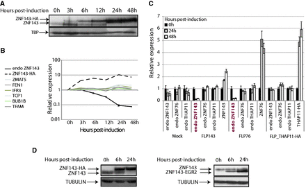 The over-expression of a ZNF143 and ZNF76 transgene specifically represses the expression of the endogenous ZNF143 gene. (A) Western blotting performed with ZNF143 antibody on total protein extracts from FLP143HA cells at different times points (in h) after induction of the expression of the ZNF143-HA protein. The arrows indicate the endogenous ZNF143 (68.8 kDa) and the tagged ZNF143-HA (72.4 kDa) proteins. The TBP protein is used as loading control. (B) Gene expression measured by RT-qPCR on total RNA extracted from FLP143HA cells at different time points (in h) post-induction with doxycycline. The relative expression of the ZNF143 endogenous mRNA (endo ZNF143) was followed using primers specific to the 5′ UTR region. The transgene ZNF143-HA, ZMAT5, FEN1, IFR3, TCP1, BUB1B and TFAM were also followed over the same time course. The relative expression was normalized to both the TBP and UBC gene expression levels. The error bar for the endo ZNF143 expression is the standard deviation of two biological replicates. (C) Gene expression measured by RT-qPCR on total RNA extracted from FLP-mock (control) and from FLP143, FLP76, FLP_THAP11-HA stable cell lines at 0 (black), 24 (gray) and 48 h (white) post-treatment with doxycycline. The relative expression of each endogenous gene (endo ZNF143, endo ZNF76 and endo THAP11) and transgene (ZNF76, ZNF143 and THAP11-HA) for each cell type is represented on the x-axis. The expression is normalized to the GAPDH levels, and the error bar is the standard deviation of three replicates. (D) The endogenous ZNF143 protein expression was followed by western blot, after the over-expression of a chimeric ZNF143 with impaired DNA-binding specificity. The chimeric ZNF143-EGR2 protein was obtained by substituting the DBD of ZNF143 by that of EGR2 (KROX20) protein. Stable cell lines expressing the tagged (ZNF143-HA) or the chimeric (ZNF143-ERG2) proteins were induced for 6 and 24 h with doxycycline. The resulting protein extract was analyzed by western blot with anti-ZNF143 antibodies. The arrows indicate the endogenous ZNF143 (68.8 kDa), the tagged ZNF143-HA (72.4 kDa) and the chimeric (57.72 kDa) proteins. The α-tubulin is used as loading control.