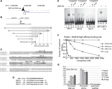 ZNF143 occupies its own minimal promoter region. (A) UCSC genome browser view of a ZNF143 ChIP-seq peak (22) located on its own promoter region. (B) Identification of the 5′ minimal region required for the activity of ZNF143 promoter. Left part, schematic representation of the constructs containing the shortened upstream promoter regions, the first non-coding exon (112 bp) and the truncated ZNF143 first intron (302 bp), in front of the Renilla luciferase gene (Luc). The truncated intron contains the 5′-part (+113/+234) linked to the 3′-part (+10170/+10344) of the intron. The shortened upstream regions are indicated in base pairs relative to the ZNF143 TSS (+1). The numbering (+1) starts from the first nucleotide of the RefSeq sequence NM_003442. The psiCHECK-2 vector containing the SV40 promoter is used as a reference. Right part, relative Renilla luciferase activity of each construct normalized to the firefly luciferase activity. The error bar corresponds to the standard deviation of three biological replicates. (C) Multiple sequence alignment of the ZNF143 region spanning the TSS in human (H_sapiens), mouse (M_musculus), zebra fish (D_rerio) and xenope (X_tropicalis). The conserved nucleotides are indicated with a star. An arrow (+1) indicates the TSS; the first non-coding exon is framed in black. The potential ZNF143-binding sites (SBS/A, SBS/B and SBS/C), a TATA box-like and an initiator (Inr) element are highlighted in gray. (D) Comparison of the SBS/A, SBS/B, SBS/C and SBS consensus sequence (42), (Y, N and R stand for T/C, any nucleotide and A/G, respectively). (E) Electrophoretic mobility shift assay performed with the 32P labeled oligonucleotides probes corresponding to the putative ZNF143-binding sites: SBS/A (lanes 9–12), SBS/B (lanes 5–8), SBS/C (lanes 1–4) and the mutated SBS/C (CCCA substituted to AAAC, lanes 13–16). Probes were incubated in the absence (lanes 1, 5, 9, 13 and 15) or presence of ZNF143 DBD (lanes 2, 3, 4, 6, 7, 8, 10, 11, 12, 14 and 16). Reactions were performed in the presence of a 1000-fold molar excess of unlabeled specific competitor (sp.) (lanes 3, 7 and 11) and unspecific competitor (unsp.) (lanes 4, 8 and 12). (F) Measurements of the relative binding affinities of the ZNF143-binding domain to the SBS/C, SBS/B and the optimal SBS site from BUB1B promoter (33). Relative affinities of different sequences were determined by comparing their effectiveness as binding competitors. Various concentrations of unlabeled oligonucleotides containing the sites were pre-incubated with equal concentrations of ZNF143 DBD. A constant amount of labeled probe containing the optimal sequence (from BUB1B promoter) was subsequently added. After the binding equilibrium was reached, the extent of competition was analyzed following gel electrophoresis as described in ‘Materials and Methods’ section. An unspecific (unsp) competitor, devoid of ZNF143-binding site, has been used as a negative control. (G) ChIP experiment with ZNF143 antibodies performed on FLP143 cells: before induction of ZNF143 over-expression with doxycycline (0 hpi), 6, 12 and 24 h post-induction (hpi). The enrichments were measured by qPCR using primers specific to regions located: 150 bp upstream the ZNF143 TSS (+1)(ZNF143 promoter), in the ATP5J promoter region containing an SBS site and in the GAPDH promoter region devoid of SBS site. The enrichment was calculated compared to a non-specific region located 1 kb downstream of the ZNF143 TSS and using the input DNA as a standard. The error bar corresponds to the standard deviation of three replicates.