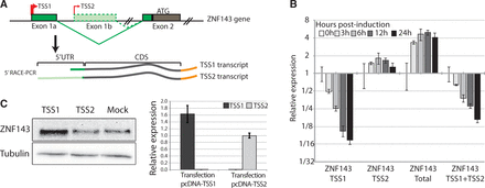 ZNF143 negative auto-regulation involves the down-regulation of its most abundant TSS1 transcript. (A) Schematic representation of the ZNF143 gene and of the two transcripts (TSS1 and TSS2 transcripts) identified by 5′ RACE PCR in total RNA from both induced and non-induced FLP143 cells. The TSSs are represented with arrows. The TSS1 transcript initiated at TSS1 contains the first non-coding exon (Exon1a) spliced to the second exon (Exon2) containing the initiation codon ATG. The TSS2 transcript initiated at TSS2 in the canonical first intron includes an alternative first non-coding exon (Exon 1 b) and other alternative non-coding exons (not shown) also spliced to the canonical second exon (Exon2). (B) Relative ZNF143 gene expression measured by qRT-PCR from total RNA extracted from FLP143 cells at multiple time points (in h) post-induction with doxycycline. The expression of the two endogenous ZNF143 alternative transcripts (ZNF143 TSS1 or ZNF143 TSS2), the total (endogenous and transgene) ZNF143 transcripts (ZNF143 Total) and the total endogenous transcripts (ZNF143 TSS1+TSS2) were measured using specific primers located, respectively, in the Exon1a, Exon1b, the CDS and 3′ untranslated region (Supplementary Table S1). The expression is normalized to the GAPDH levels, and the error bar is the standard deviation of three replicates. (C) 293 T-rex cells were transfected with pcDNA 3.1 constructs expressing the full-length TSS1 or TSS2 cDNAs. As a control, the cells were transfected with the empty pcDNA3.1 vector (mock). Left panel, western-blot analysis of ZNF143 protein level 48 h post-transfection in the control cells (mock) or after over-expression of the TSS1 or the TSS2 transcripts. Right panel, relative expression of TSS1 and TSS2 transcripts, measured by RT-qPCR, in total RNA from cells transfected with the TSS1 and TSS2 constructs.