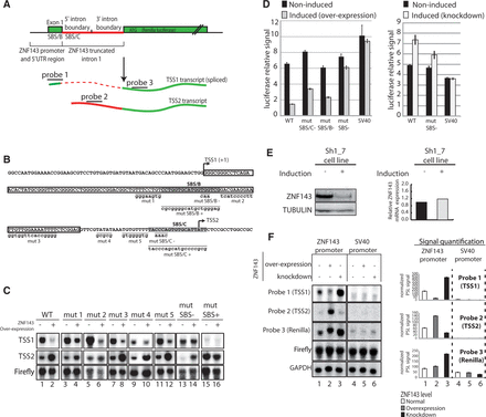 ZNF143 transcriptional auto-regulation involves a TSS switch mechanism using non-canonical SBS sites. (A) Schematic representation of the used heterologous system. The construct contains the region upstream (73 bp) of the ZNF143 TSS, the first non-coding exon (Exon1) and the splicing competent truncated ZNF143 first intron fused to the CDS of the Renilla luciferase. The spliced TSS1 is indicated in green and dashed red. The TSS2 transcript is not spliced and is indicated in plain green and red. The probes targeting the first exon (probe 1), the intron (probe 2) and the CDS of the Renilla luciferase (probe 3) are depicted. (B) Sequence of the ZNF143 promoter region cloned in the reporter construct. The TSSs, canonical (TSS1) and alternative (TSS2) are represented with an arrow. The ZNF143 first non-coding exon is framed, and both SBS/B and SBS/C sites are highlighted in gray. All the mutated positions are underlined, and the substituted sequences are indicated in lowercase. SBS/B− and SBS/C− correspond to mutations in the SBS site. SBS/B+ and SBS/C+ are creating high affinity consensus ZNF143-binding sites (42). The mutations mut 1 to mut 5 correspond to mutation in other regions of the conserved sequence block (Figure 2C). (C) Northern-blot analysis of the transcripts derived from transfected indicated constructs in FLP143 cells before (−) and after (+) 48 h doxycycline induction. The constructs are carrying the mutations indicated in (B). The mut SBS− and the mut SBS+ construct bear both the mut SBS/B and mut SBS/C mutations indicated in (B). All the constructs express the firefly luciferase gene under the control of a HSV-TK promoter. TSS1, TSS2 transcripts, Firefly luciferase CDS and GAPDH mRNA were detected with specific probes depicted in (A) for TSS1 and TSS2 transcripts. Firefly signal is used as an internal standard to normalize to Renilla signal and GAPDH signal serves as a loading control. (D) Luciferase assay performed with the different reporter constructs in ZNF143 over-expression and knockdown conditions. Left panel, relative Renilla luciferase activity in non-induced and induced (over-expression) FLP143 cells transfected with the WT construct, mutated in SBS/C (mut SBS/C−), mutated in SBS/B (mut SBS/B−) and mutated in both SBS/C and SBS/B (mut SBS−). SV40 promoter is used as negative control. The Renilla luciferase signal was normalized to the firefly luciferase signal. Right panel, Renilla luciferase activity signal in non-induced and induced (knockdown) SH1_7 cells, with WT and mut SBS−. (E) ZNF143 expression measured by western blot (left panel) and RT-qPCR (right panel) in SH1_7 stable cell line before (−) and 72 h post-induction (+) with doxycycline. Tubulin levels serves as a loading control for the western blot. ZNF143 mRNA levels are normalized to TBP and UBC expression levels. (F) Northern-blot analysis of the transcripts derived from the transfected indicated constructs in the FLP143 and SH1_7 cells before (−) and after (+) 48 h doxycycline induction. SV40 promoter is used as control. All the constructs express the firefly luciferase gene under the control of a HSV-TK promoter. The transcripts are detected as in (C). The left panel corresponds to a representative northern-blot signal, and the right panel is the normalized quantification of two biological replicates northern blots. The error bar corresponds to the standard deviation of the firefly normalized photostimulated luminescence signal (PSL) of the two replicates. The signal of each probe is represented in white for the normal condition (1,4), in gray for ZNF143 over-expression condition (2,5) and in black for ZNF143 knockdown conditions (3,6).
