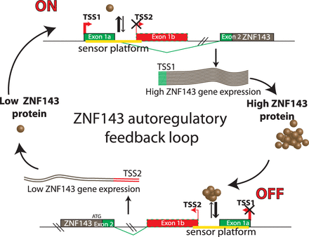A model for ZNF143 auto-regulatory feedback loop. The ZNF143 gene expression control relies on the balance between TSS1 and TSS2 transcription initiation. This balance is adjusted by a sensor platform containing non-canonical SBS sites (represented in yellow). The low occupation by ZNF143 of the sensor platform leads to the stimulation of the transcription of the TSS1 transcript and a decreased transcription of the TSS2 transcript. In ZNF143 over-expression conditions, the increased occupation of the sensor platform restricts the expression of TSS1 transcript in favor of the weakly expressed TSS2 transcript.