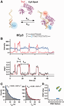 Observation of time-resolved Dpo4 binding to DNA. (A) A Cy3-labeled (blue) DNA primer-template surface immobilized onto a microscope slide is incubated with a solution containing Cy5-labeled (red) Dpo4. On binding, the polymerase acceptor fluoresces and the donor is quenched. (B) Shown at the top is the primer-template DNA sequence used for the single-molecule experiment shown below. The 8Cy3 notation indicates that there are eight nucleotides between the primer terminus and the T (blue) bearing the Cy3 fluorophore. Below, characteristic time trajectory of a single Dpo4-DNA complex. On binding, the donor fluorescence (blue) decreases with an anticorrelated increase in acceptor fluorescence (red). The apparent FRET (black line, bottom) for the same trajectory is shown. A single photobleaching event is observed at ∼62 s. An HMM fit of the FRET trace is shown in red. (C) On and off dwell time histograms (left and right, respectively) for 5 nM Dpo4 binding to 8Cy3. Both distributions were fit with mono-exponential decay functions. Off dwell times were measured as the time Dpo4 is bound to the DNA (ton), whereas the on dwell times correspond to the time between binding events (toff). (D) Transition density plot for Dpo4 binding to 8Cy3. The transition density plot displays all the FRET transitions calculated by the HMM fit. The initial FRET value is shown at the x-axis, and the final FRET value (after the transition) is shown at the y-axis.