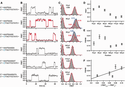 Dpo4 binding different DNA constructs. (A) The sequence of DNA duplex is shown. The same template was used in all DNA constructs, whereas the lengths of the DNA primers varied. The position of the conjugated Cy3 dye is shown in blue and underlined. (B) Characteristic FRET trace for Dpo4 binding to each duplex. The 8Cy3 and 9Cy3 traces shown were fit by an HMM (red line). (C) SmFRET histograms for Dpo4 binding to each duplex with the Gaussian fits shown in red. 8Cy3 and 9Cy3 FRET distributions were fit with one Gaussian (shown in blue) and with two Gaussian functions (shown in red). (D) SmFRET efficiencies from (C) plotted as a function of the number of nucleotides between the Cy3 and the primer-template terminus. (E) Full width at half maximum (FWHM) plotted as a function of the number of nucleotides between the Cy3 and the primer-template terminus. The FWHM for 8Cy3 was calculated by fitting the 8Cy3 binary complex data to a single Gaussian function. Errors in FRET are estimated to be ±0.02, and the errors for the FWHM are the errors of the fit. (F) FWHM plotted versus the absolute value of the FRET difference between (n+1) Cy3 and (n) Cy3.