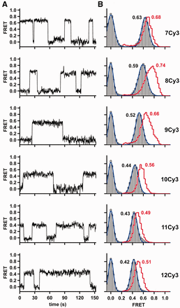 Conformational changes associated with correct dNTP binding. (A) Representative FRET trace for Dpo4 binding to each DNA duplex in the presence of the next correct nucleotide. (B) SmFRET histograms for Dpo4 binding to each DNA duplex in the presence of the correct nucleotide. Binary complex data are the same as in Figure 2C and are shown as a red stairs line. Ternary complex is shown as gray bars (experimental data) and blue line (Gaussian fit). Concentration of the correct nucleotide is 200 μM in all cases.