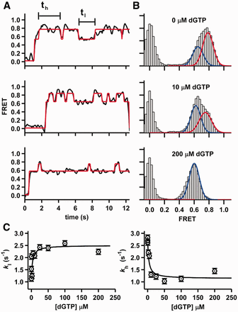 Nucleotide binding dynamics. (A) Representative smFRET trajectories for Dpo4 binding the 8Cy3 duplex at different dGTP concentrations. The HMM fit is shown in red. (B) SmFRET histograms for Dpo4 binding to 8Cy3 primer template at different dGTP concentrations. Experimental data (gray bars) were fitted with one or two Gaussian functions (shown as red and blue lines, respectively). (C) Rate constants for the conversion of the high to low FRET state (left) and low to high FRET state (right) at increasing dGTP concentrations. The black lines are fits to a normal binding equation (see Supplementary Information).