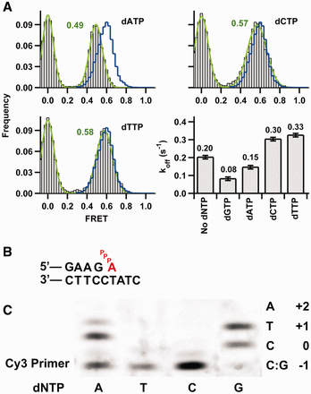 Conformational changes associated with incorrect nucleotide binding. (A) SmFRET histograms for Dpo4 binding 8Cy3 duplex in the presence of each of the three incorrect nucleotides shown in gray. Ternary complex histograms with the correct nucleotide dGTP are shown as a blue line and are the same as in Figure 3. Dissociation constant koff (calculated as in Figure 1C) in the absence and presence of the indicated dNTP. The concentration of correct nucleotide dGTP was 200 μM, and concentration of the incorrect dNTPs was 1 mM. The reported errors were determined from the mono-exponential fits to the dwell-time distributions. (B) Proposed misaligned template arrangement for the ternary complex with an incoming dATP pairing with the +1 T in the template. (C) Single-nucleotide incorporations by Dpo4. Reactions were carried out at 50°C in buffer containing 50 mM Tris-HCl, pH 7.5, 5 mM MgCl2, 50 mM NaCl, 0.025 mg/ml bovine serum albumin, 5 nM primer template (24mer/33mer) and 10 nM Dpo4. Reactions were initiated by the addition of dNTPs (final concentration 500 µM) and incubated for 10 min. The local template sequence is shown to the right of the gel.