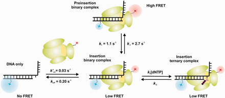 Different conformations for Dpo4 binding to DNA shown schematically. Cy3 fluorophore (blue) is on the DNA template, and the Cy5 fluorophore (red) is on the polymerase. Dpo4 active site is shown in yellow. For the preinsertion binary complex, the primer terminus base is sitting in the polymerase active site at the position that an incoming nucleotide binds. The insertion binary complex has a free nucleotide binding site. In the insertion ternary complex, the incoming nucleotide is bound at the active site.