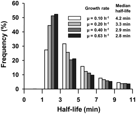 Effect of growth rate on mRNA stability. The histogram shows the relative frequency of half-lives for the four growth rates. Respective median half-lives are listed in the inset.