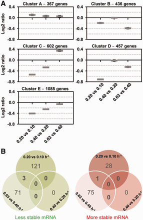 (A) Clusters of mRNA stability. Mean values and confidence intervals at 95% of the ratios of mRNA stability are given in the five clusters (cluster A, cluster B, cluster C, cluster D, cluster E) from left to right 0.20 versus 0.10 h−1, 0.40 versus 0.20 h−1 and 0.63 versus 0.40 h−1. (B) Venn diagrams identify common destabilized (green diagram) and stabilized mRNAs (red diagram) between the different growth rates (P-value < 0.1).