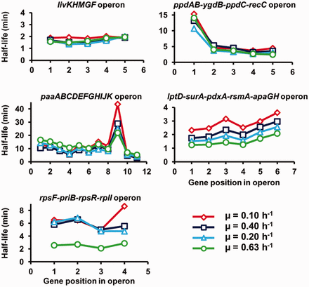 Half-lives of cistrons within polycistronic mRNAs. The half-lives are depicted according to the gene position in the operon for five selected operons.