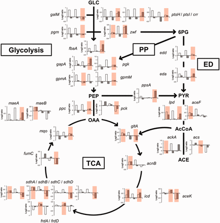Control of the concentration of transcripts for enzymes involved in central carbon metabolism. Ratios of mRNA concentrations (white bar) and mRNA half-lives (grey bar) are represented for the three growth rate comparisons (left to right: 0.20 versus 0.10 h−1, 0.40 versus 0.20 h−1 and 0.63 versus 0.40 h−1) for 34 genes encoding enzymes of the central carbon metabolism. Growth rate comparisons for which the mRNA concentration is controlled mainly by degradation (ρD classes IV and V) are colored in red. The pathway names are given in boxes (PP: pentose phosphate pathway, ED: Entner–Doudoroff pathway, TCA: tricarboxylic acid cycle) and the direction of flow are indicated by arrows. Metabolites, GLC: glucose, PEP: phosphoenolpyruvate, 6PG: 6-phosphogluconate, PYR: pyruvate, OAA: oxaloacetate, AcCoA: acetyl-CoA and ACE: acetate. Enzymes, galM: galactose-1-epimerase, ptsH/ptsI/crr: PTS system, pgm: phosphoglucomutase, zwf: glucose 6-phosphate-1-dehydrogenase, fbaA: fructose bisphosphate aldolase, gapA: glyceraldehyde 3-phosphate dehydrogenase, pgk: phosphoglycerate kinase, gpmA: 2,3–bisphosphoglycerate-dependent phosphoglycerate mutase, gpmM: 2,3–bisphosphoglycerate-independent phosphoglycerate mutase, edd: phosphogluconate dehydratase, eda: Entner-Doudoroff aldolase, ppc: PEP carboxylase, pck: PEP carboxykinase, ppsA: PEP synthetase, lpd/aceF: pyruvate dehydrogenase, ackA: acetate kinase, acs: acetyl-CoA synthetase, gltA: citrate synthase, acnB: aconitase B, icd: isocitrate dehydrogenase, aceK: isocitrate dehydrogenase kinase/phosphatase, sdhA/B/C/D: succinate dehydrogenase, frdA/B: fumarate reductase, fumC: fumarase C, mqo: malate:quinone oxidoreductase and maeA/maeB: malic enzymes.