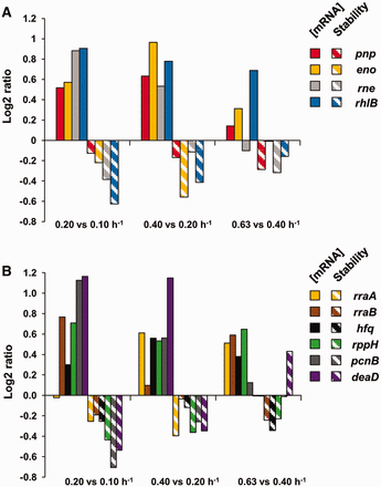 Effect of growth rate on mRNA concentration and stability of the degradosome components, partners and mRNA decay associated proteins. (A) Histograms of ratios of mRNA concentrations (solid bars) and mRNA half-lives (hatched bars) are represented for the three growth rate comparisons (left to right: 0.20 versus 0.10 h−1, 0.40 versus 0.20 h−1 and 0.63 versus 0.40 h−1) for degradosome components: pnp: PNPase, eno: enolase, rhlB: RhlB, rne: RNase E. (B) Histograms of ratios of mRNA concentrations (solid bars) and mRNA half-lives (hatched bars) are represented for the three growth rate comparisons (left to right: 0.20 versus 0.10 h−1, 0.40 versus 0.20 h−1 and 0.63 versus 0.40 h−1) for degradosome partners and mRNA decay associated proteins: rppH: RppH, rraA: RraA, rraB: RraB, hfq: Hfq, pcnB: poly(A) polymerase I, deaD: CsdA (also known as DeaD).