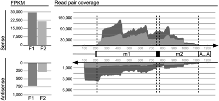 Coverage of Diplonema mt-LSU rRNA by RNA-Seq data. Mapping of inferred inserts from two mitochondrial libraries, F1 (dark gray) and F2 (light gray). Vertical scales, counts of inserts. Cartoon in the center, schematic representation of the virtual reference transcript to which inserts were mapped. Unfilled boxes labeled m1 and m2, rnl modules 1 and 2, respectively. Black box, poly(U) of ∼26 length added by RNA editing; dashed box upstream module 1, unique flanking region; gray line, transcribed constant region of B-class chromosomes (see Figure 1B). ‘A … A’, A-tail. It should be noted that inserts (and reads) cannot be mapped unambiguously beyond ∼80 nt upstream and downstream of modules because these regions are nearly identical in sequence with those from other modules residing on B-class chromosomes. Stacked-area chart on the right side, coverage by sense (upper area) and antisense (lower area) inserts, respectively. The bar charts to the left represent the total number of reads covering the corresponding area in the stacked-area chart. The scales for sense and antisense transcripts differ by a factor of 30. Sharp drop-off in antisense read coverage ∼100 nt upstream of rnl module 1 (a zone corresponding to the constant region of B-class chromosomes) reflecting a discrete 3′ end of antisense RNAs. Uneven read coverage along the sequence is probably due to sequence bias.