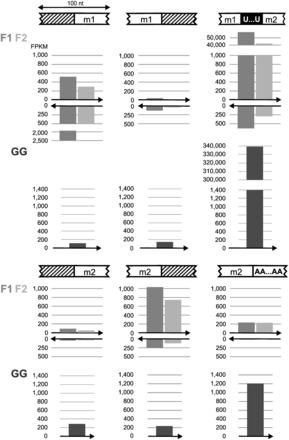 Maturation intermediates of rnl transcripts. Cartoons depict schematically the regions where maturation processes take place. White, hatched and black boxes indicate modules and the A tail, non-coding regions and the U-tract at the module junction, respectively. Bar charts beneath cartoons show the number of paired reads from the mitochondrial libraries F1 (medium gray) and F2 (light gray), and the mitoribosome library GG (dark gray) that map to the designated regions. The arrow below the bars specifies reads in sense (pointing to the right) and antisense (pointing to the left) direction. Counted reads suffice the following criteria: within a 100-nt-long region around the maturation site, reads (forward or reverse read of mapped read pairs) are required to cover at least 55 nt of this window, i.e. overlap boundaries (between modules and other regions) by at least 5 nt. The proportion of immature rnl transcripts in the library GG serves as a measure for mitoribosome enrichment.
