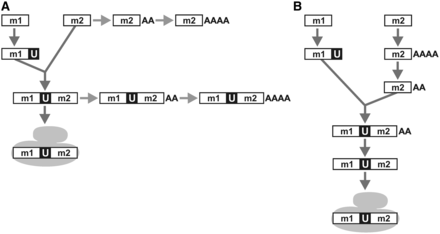 Maturation process of mt-LSU rRNA in Diplonema mitochondria. For clarity, the cartoon disregards end-processing of module 1 and module 2 precursor transcripts. m1, m2, rnl module 1 and 2, respectively. U, post-transcriptionally-added U tract. AA, AAAA, poly(A) tails of ∼20 nt or ∼40–90 nt length, respectively. The gray-filled shape symbolizes the mitoribosome. (A) Hypothetical pathway where polyadenylated rnl-transcripts represent dead ends instead of maturation intermediates. (B) Alternative pathway (preferred hypothesis) where the polyadenylation status plays a key role in mt-LSU rRNA maturation: a poly(A)tail length of ∼20 As signals a check point for trans-splicing, and absence of an A-tail from the trans-spliced product is a requirement for incorporation of the transcript into the mitoribosome.