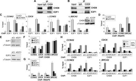 CHD8 interacts with E2F1 and it is required for E2F1 and E2F3 normal recruiting to G1/S-specific promoters. (A and B) Cell extracts from COS-7 cells transfected with a plasmid expressing E2F1 (A) or from RPE1 cells serum starved and then stimulated with 20% FBS for 14 h (B) were subjected to immunoprecipitation (IP) and analysed by western blotting with antibodies against CHD8 and E2F1. (C and D) ChIP analysis of E2F1, E2F3 and E2F4 (C) or RNAPII (D) on the indicated promoters, in exponentially growing RPE1 cells transfected with control (siCt) or CHD8-specific (siCHD8) siRNAs. Inset in (C) shows level of CHD8 expression analysed by western blotting. (E) E2F1 and E2F3 expression of proliferating RPE1 cells after transfection with control (siCt) or either E2F1 (siE2F1)- or E2F3 (siE2F3)-specific siRNAs, was analysed by western blotting. (F and G) ChIP analysis of CHD8 (F) and RNAPII (G) on the indicated promoters, in exponentially growing RPE1 cells transfected with control (siCt) or either E2F1 (siE2F1) or E2F3 (siE2F3)-specific siRNAs. (H) ChIP analysis of CHD8 and E2F1 in RPE1 cells serum starved (0 h) and then stimulated with 20% FBS for 1 or 14 h. Cells were transfected with control siRNA (siCt) or siRNA against CHD8 (siCHD8) or E2F1 (siE2F1). (C, D and F–H) Data (% input) are the mean of at least n = 6 qPCR reactions from three independent experiments. Error bars represent ± SD values.